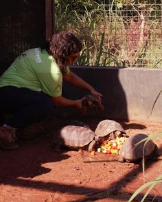 Plant A Forest - Screenshot 3