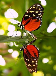 Butterfly Jigsaw Puzzles - Screenshot 1