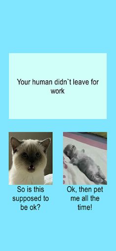 Which cat are you - Screenshot 1