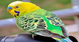 K I Puzzle Game - Screenshot 1