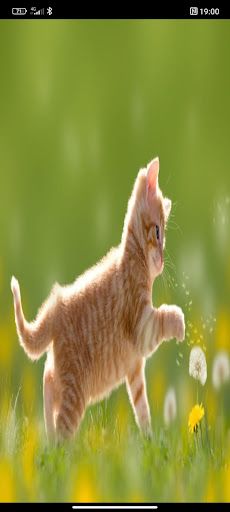 info animal - Screenshot 2