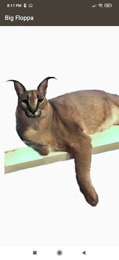 Big Floppa - Screenshot 2