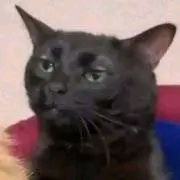 dino
