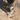el_gato_michurrus