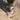 el_gato_michurrus