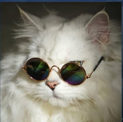 mr cat